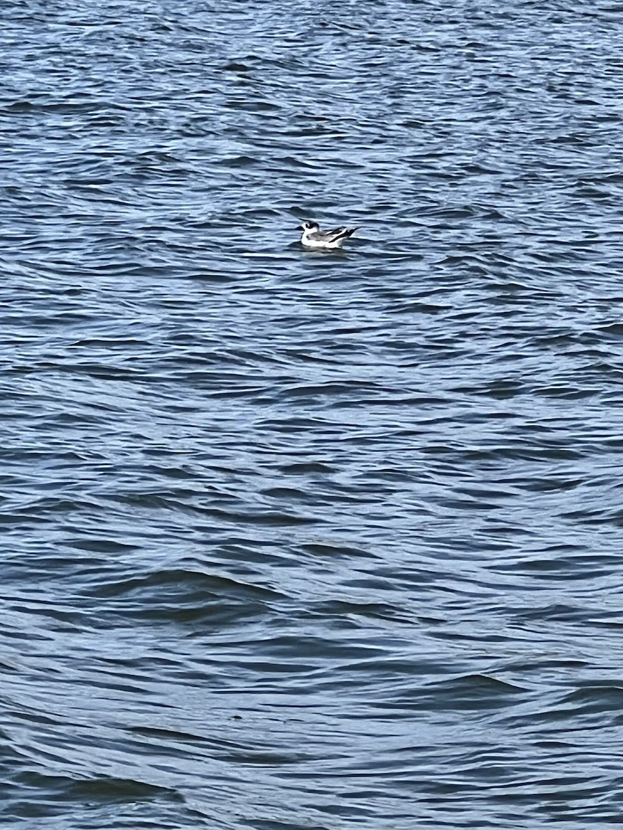 Franklin's Gull - ML643364782