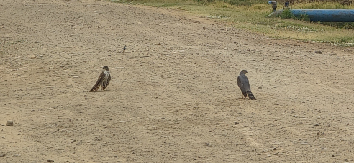 African Goshawk - ML643364784