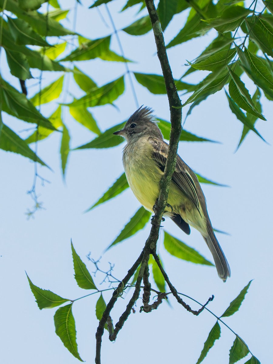 Yellow-bellied Elaenia - ML643364787