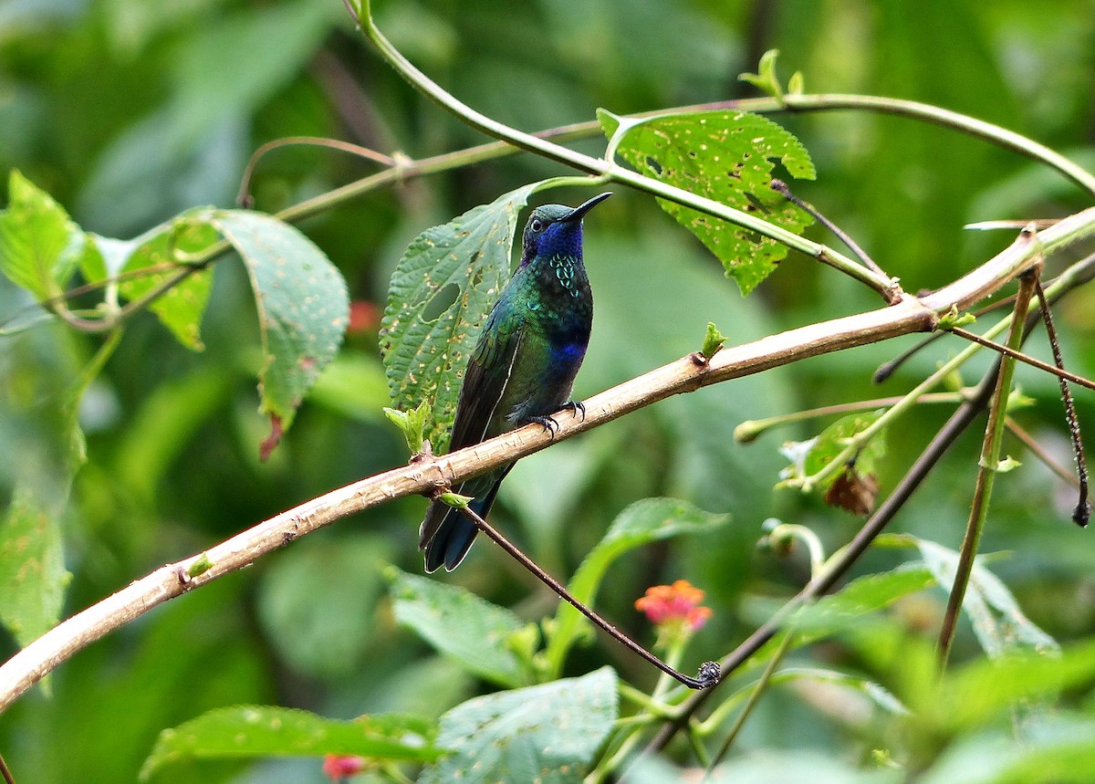 Colibri d'Anaïs - ML643364791