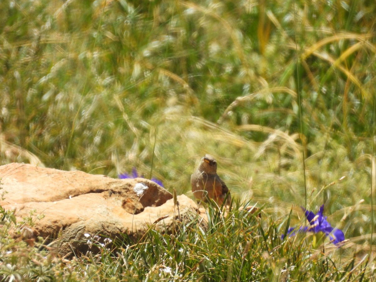 Alpine Accentor - ML643364796