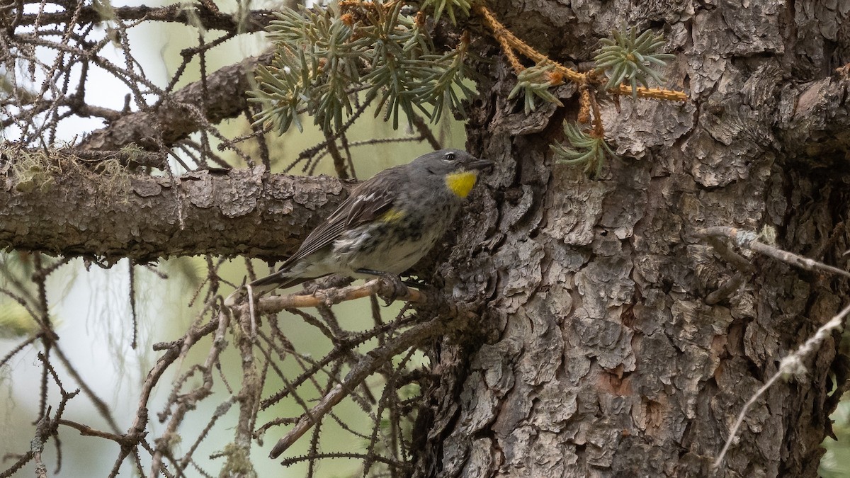 Yellow-rumped Warbler - ML643364828