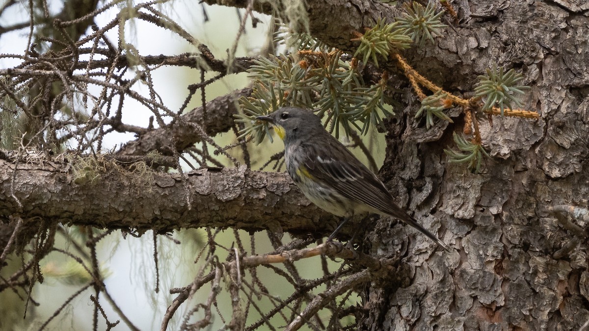 Yellow-rumped Warbler - ML643364829