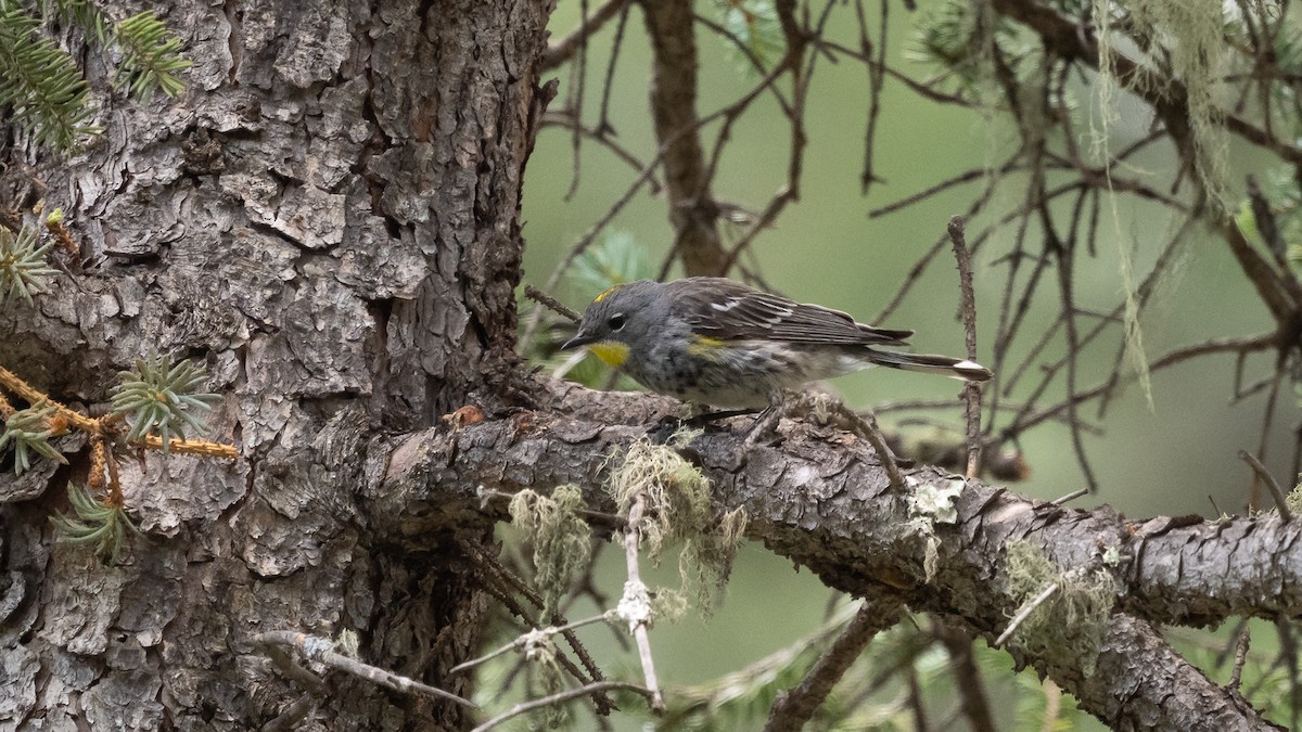 Yellow-rumped Warbler - ML643364830
