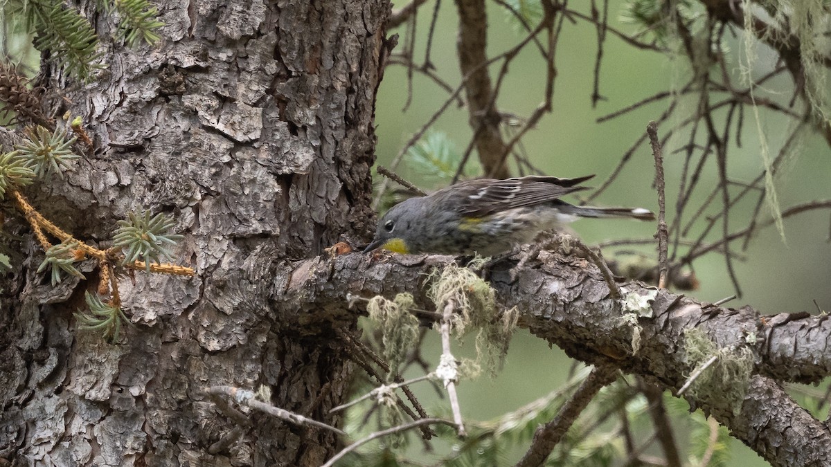 Yellow-rumped Warbler - ML643364831