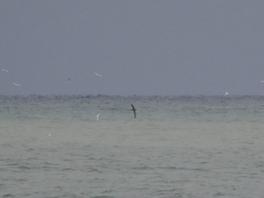 Short-tailed Shearwater - ML643364837