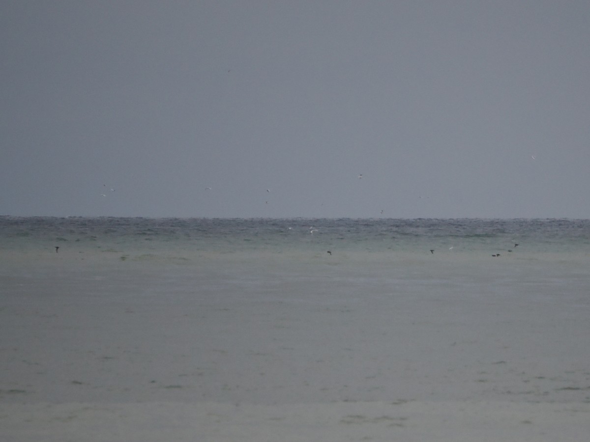 Sooty/Short-tailed Shearwater - ML643364845