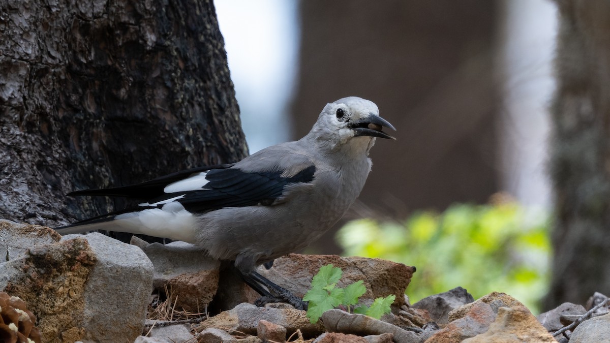 Clark's Nutcracker - ML643364880