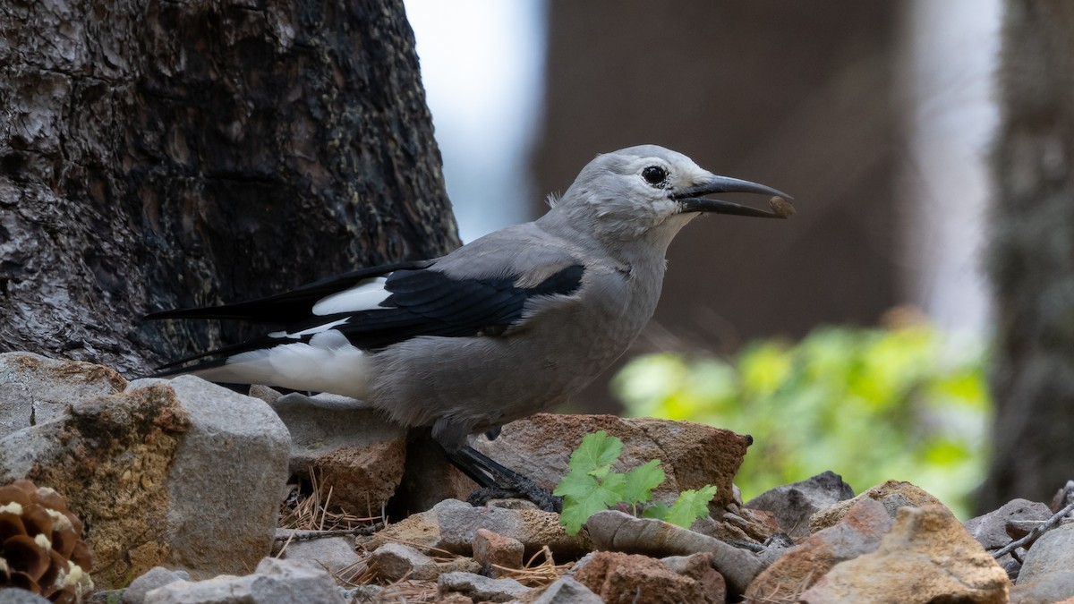 Clark's Nutcracker - ML643364881