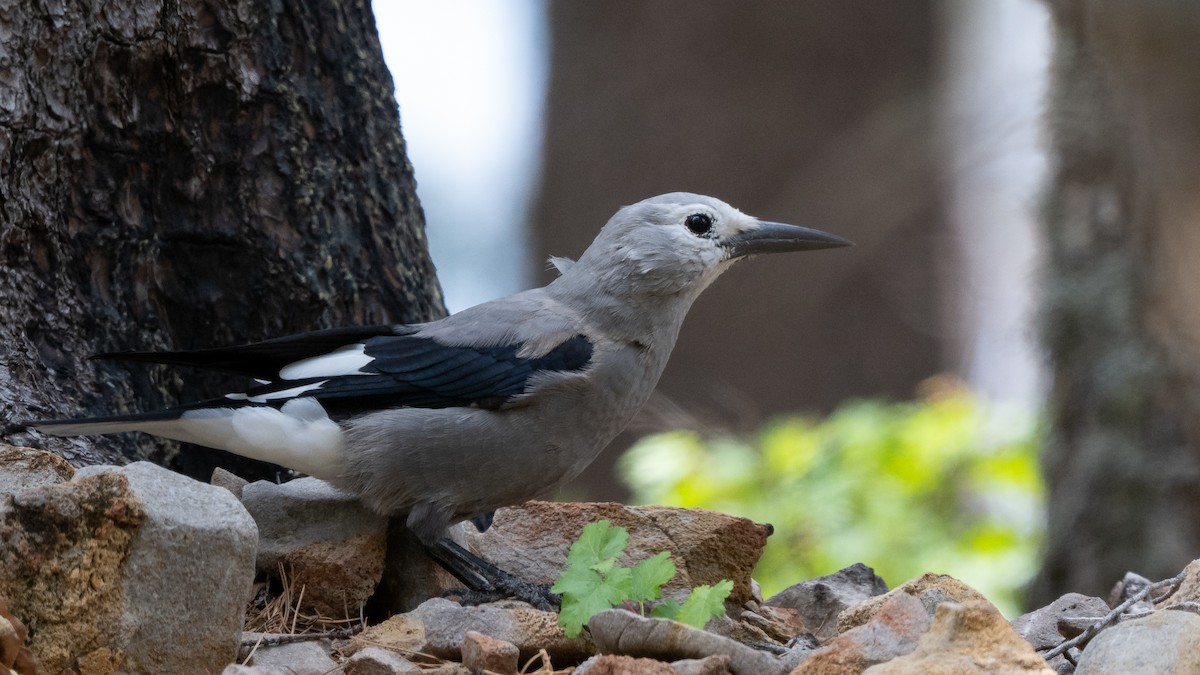 Clark's Nutcracker - ML643364882