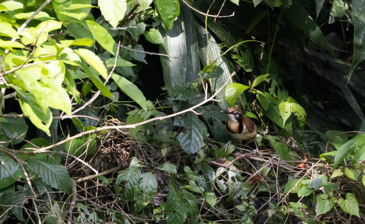 Lesser Necklaced Laughingthrush - ML643364894