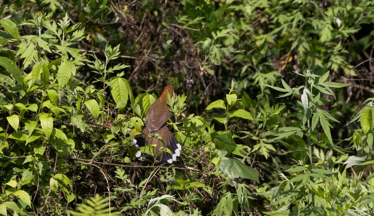 Lesser Necklaced Laughingthrush - ML643364895