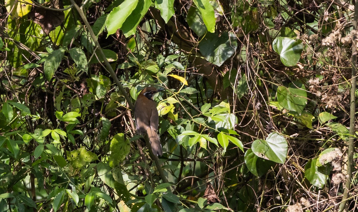 Lesser Necklaced Laughingthrush - ML643364896