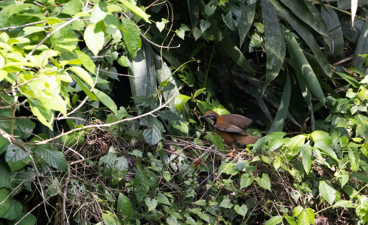 Lesser Necklaced Laughingthrush - ML643364897