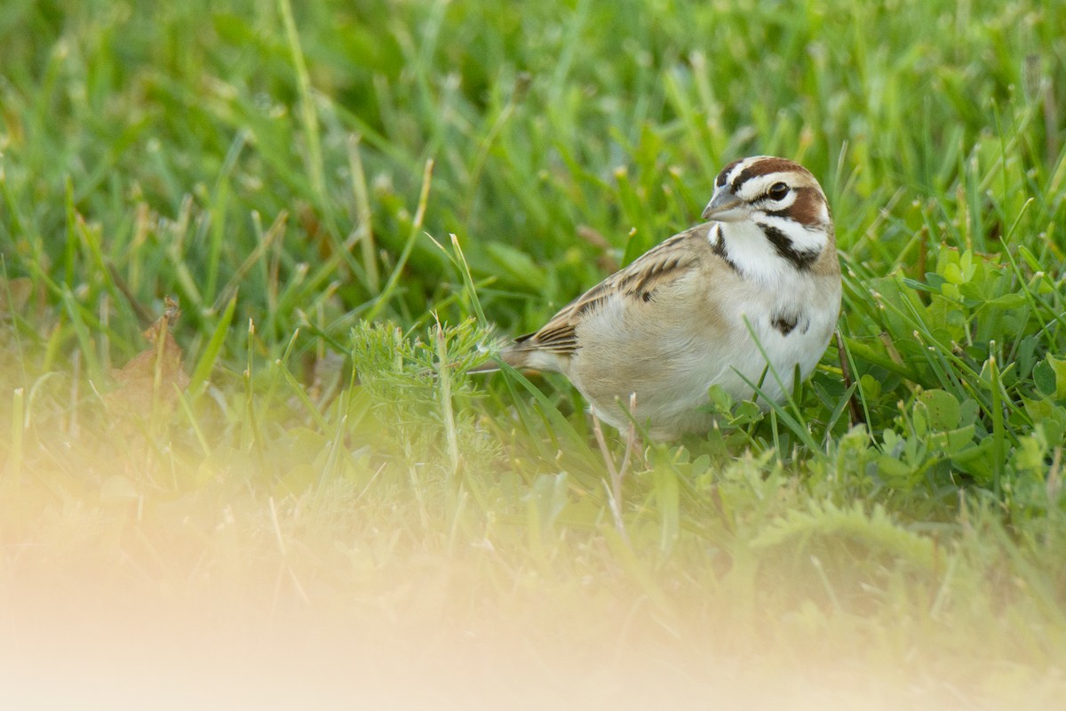 Lark Sparrow - ML643364968