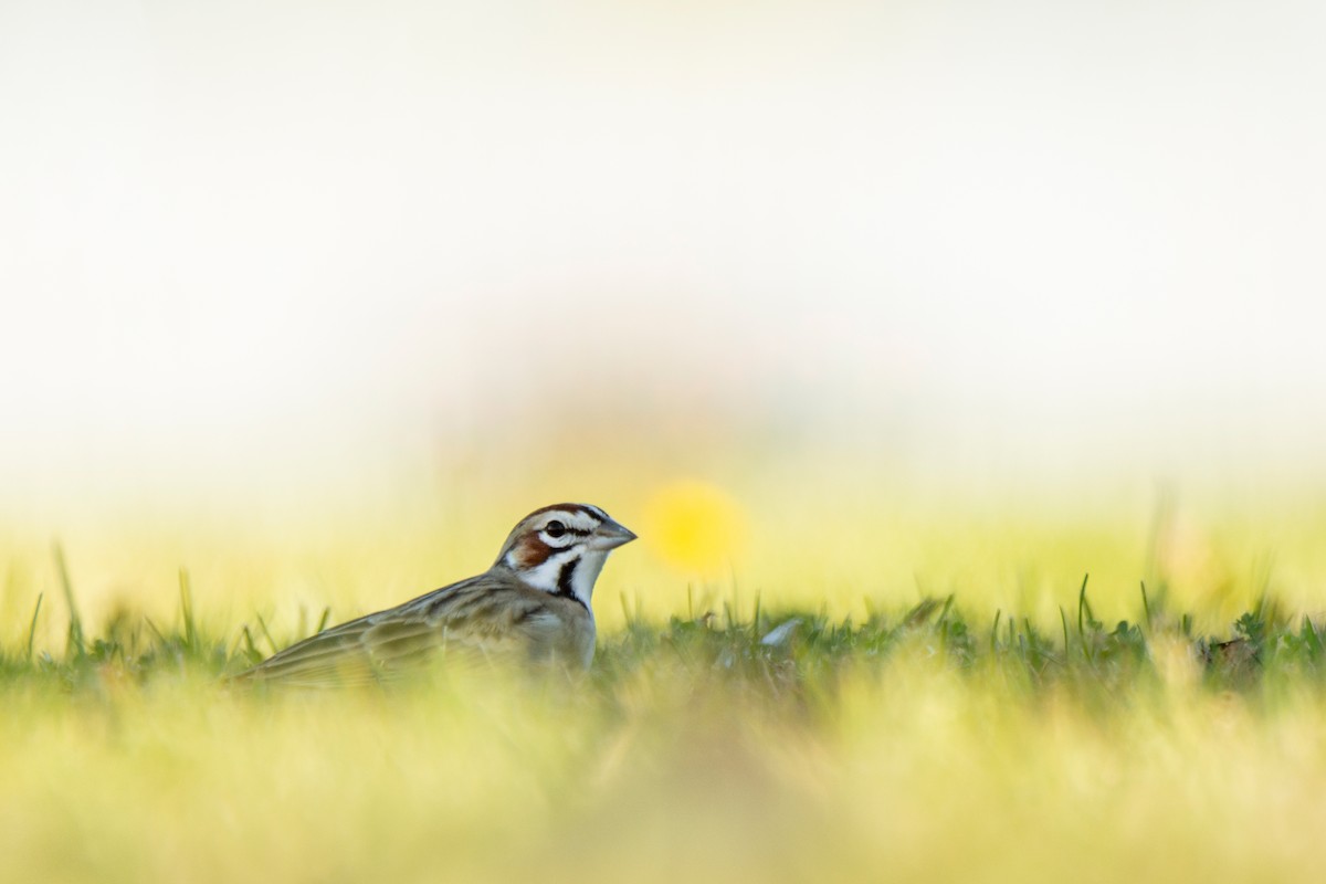 Lark Sparrow - ML643364969