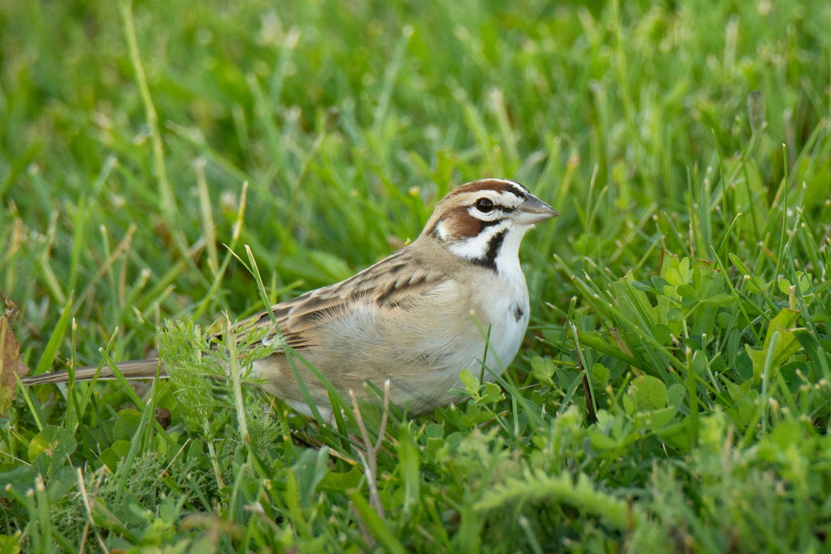 Lark Sparrow - ML643364970