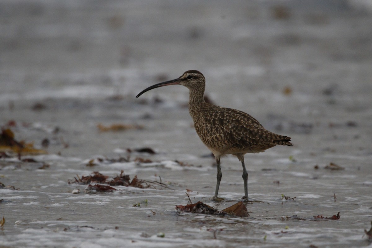 Whimbrel - ML643364972