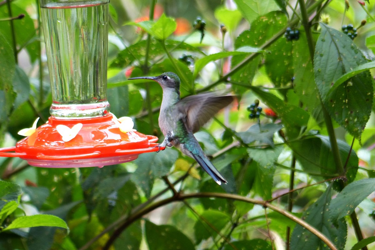 Gray-breasted Sabrewing - ML643364996