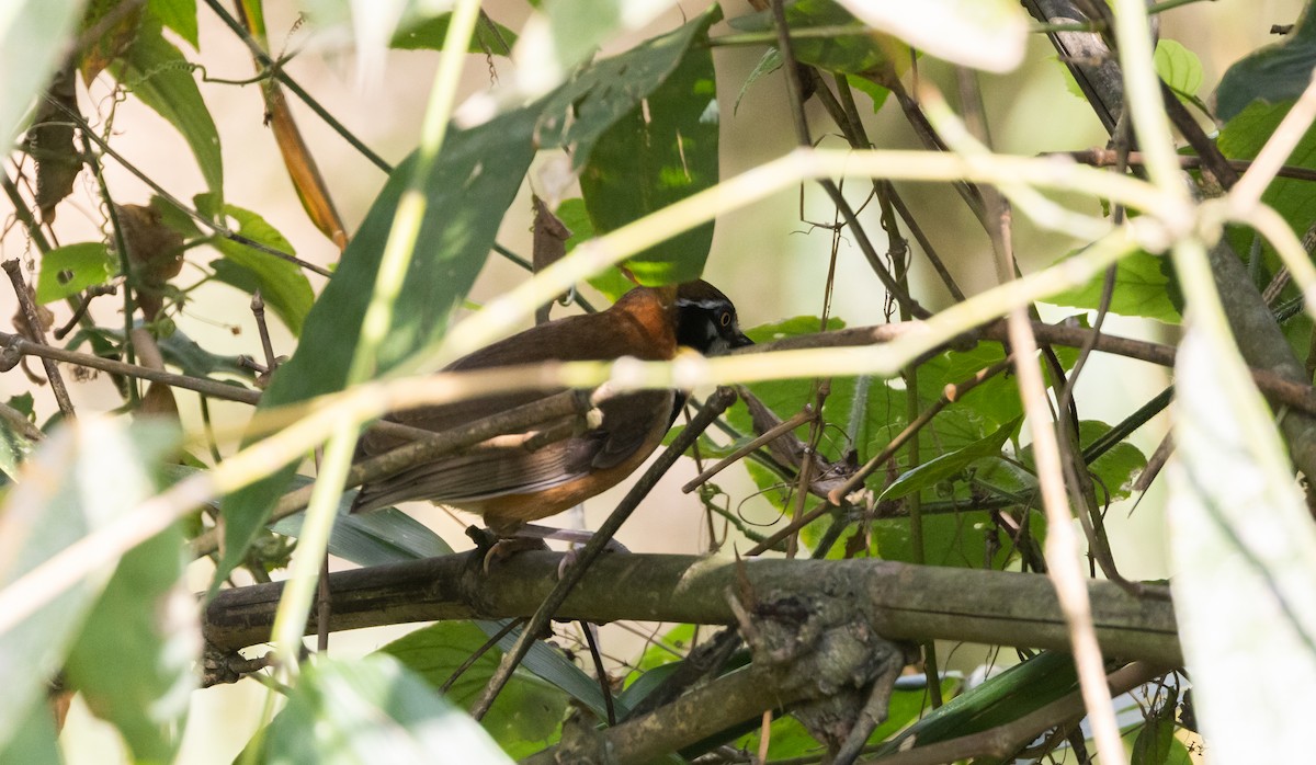 Lesser Necklaced Laughingthrush - ML643365006