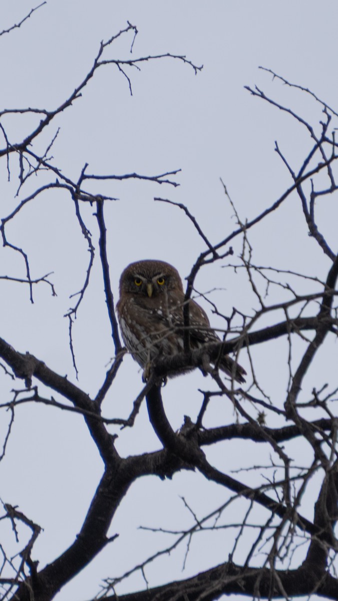 Austral Pygmy-Owl - ML643365018