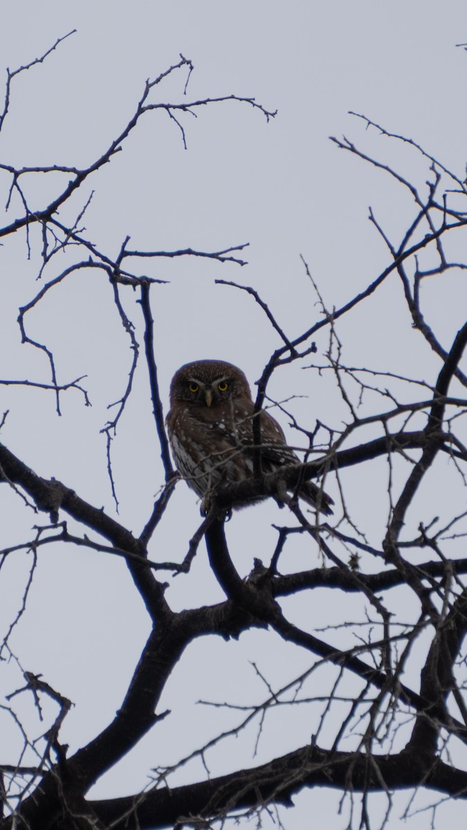 Austral Pygmy-Owl - ML643365019