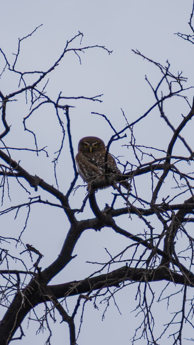 Austral Pygmy-Owl - ML643365020