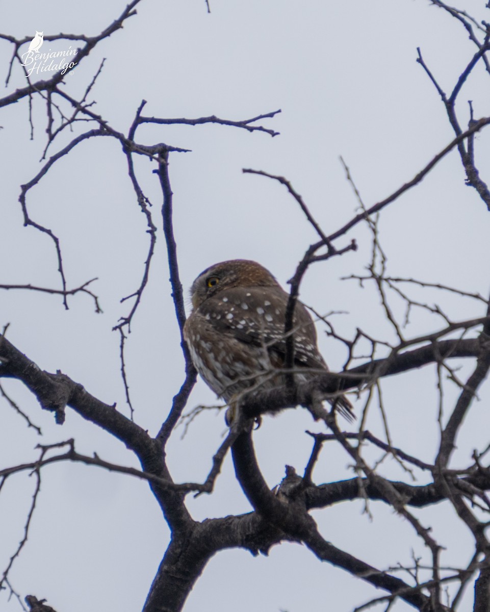 Austral Pygmy-Owl - ML643365021
