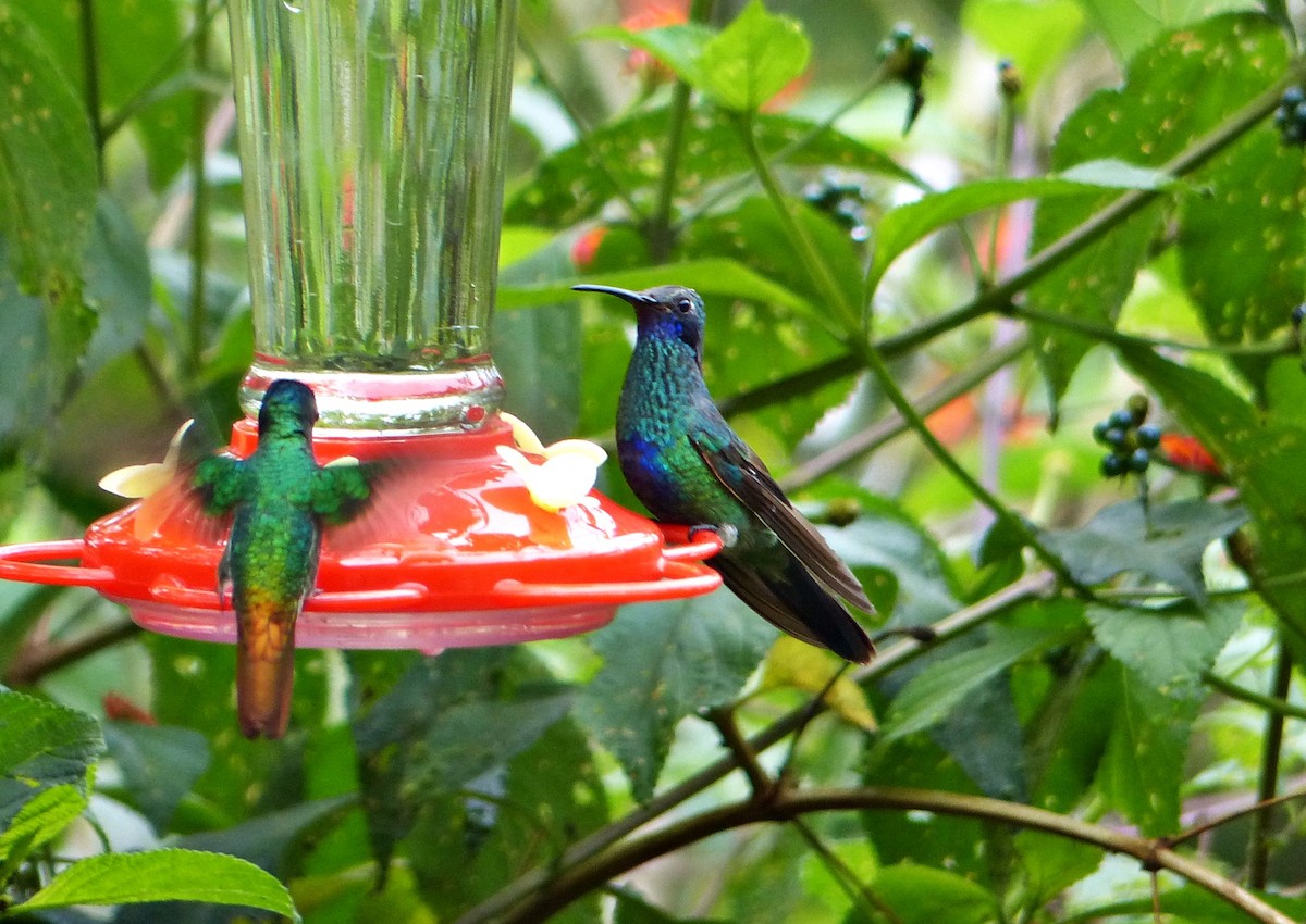 Colibri d'Anaïs - ML643365022