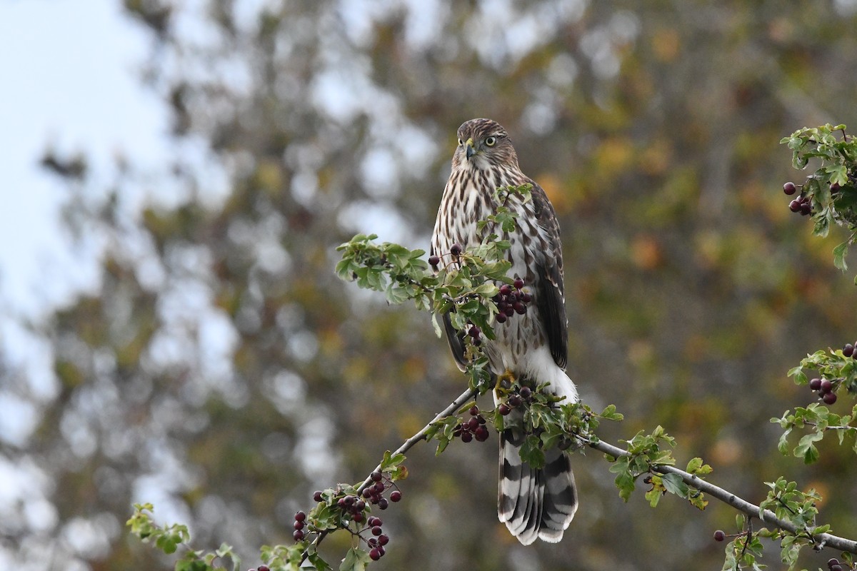 Cooper's Hawk - ML643365029