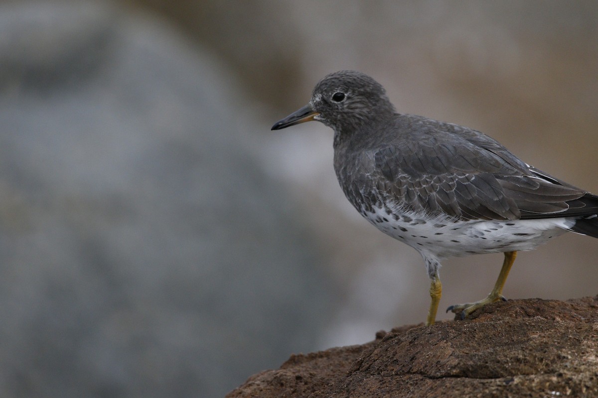 Surfbird - ML643365036