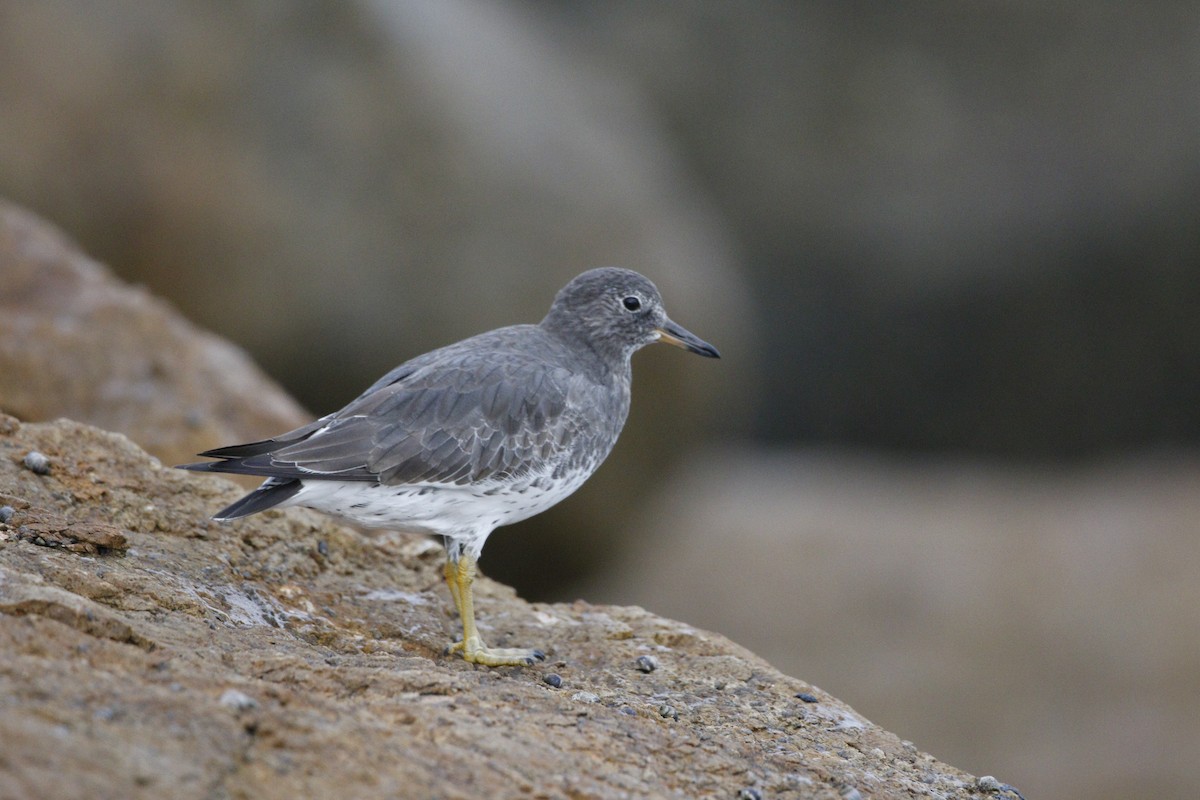 Surfbird - ML643365037