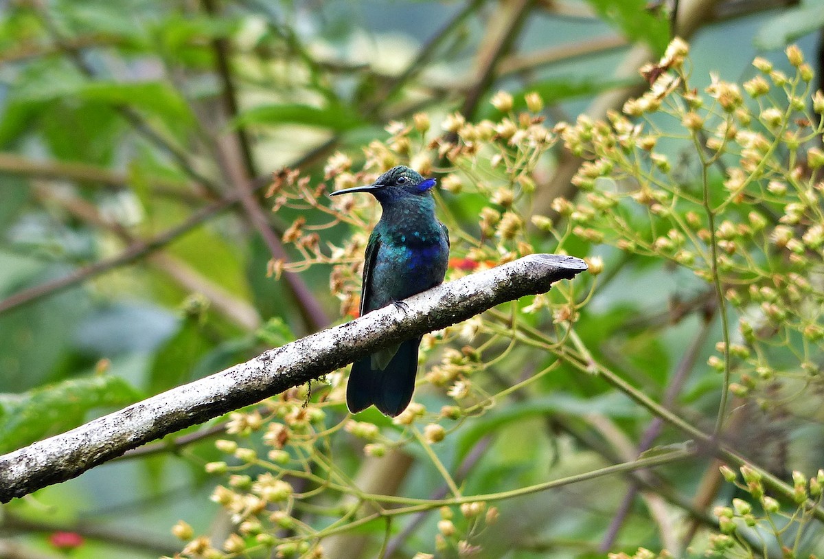 Colibri d'Anaïs - ML643365038