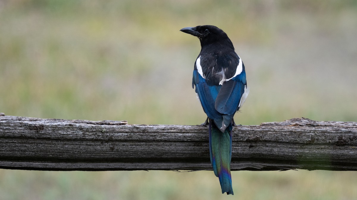 Black-billed Magpie - ML643365050