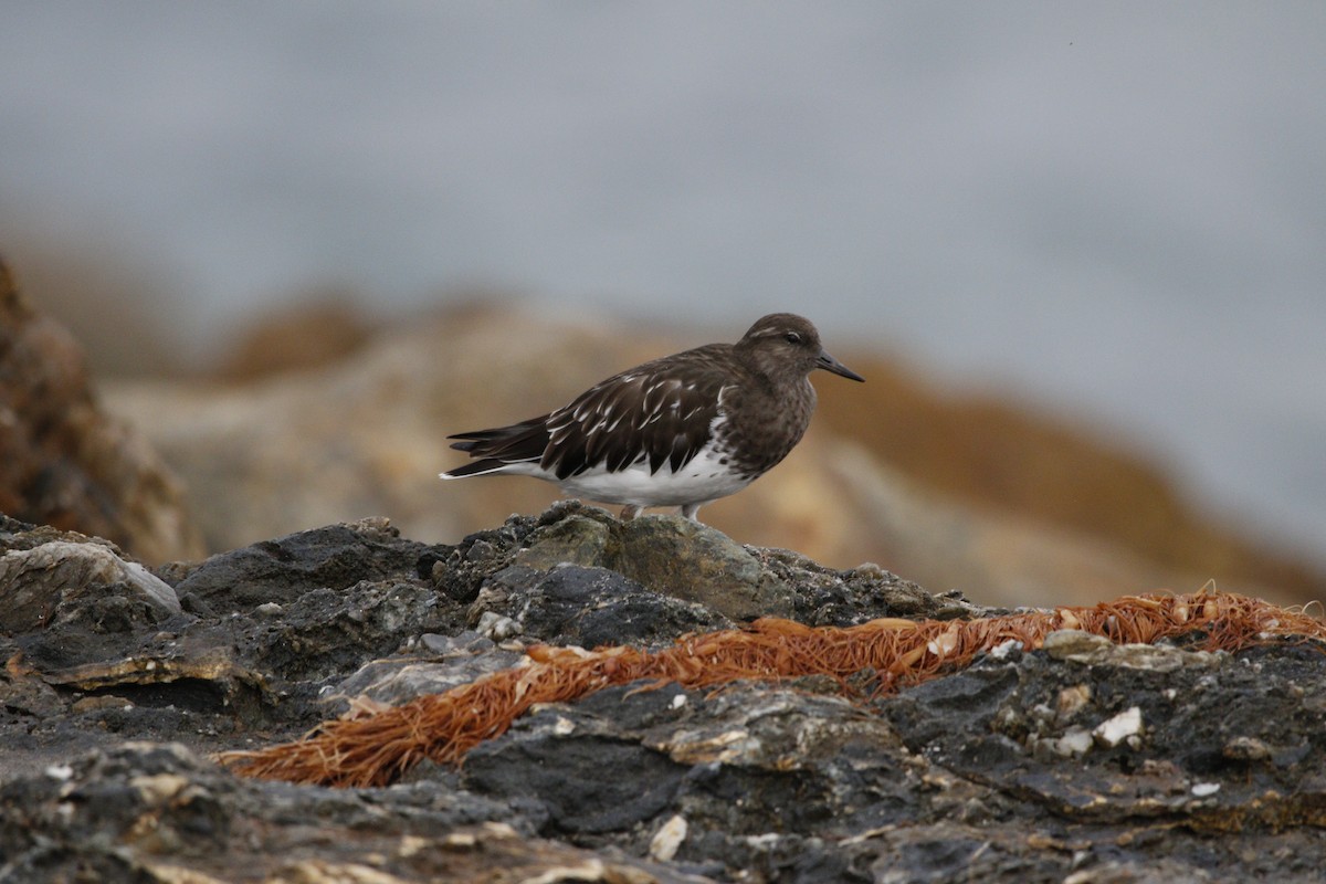 Black Turnstone - ML643365063