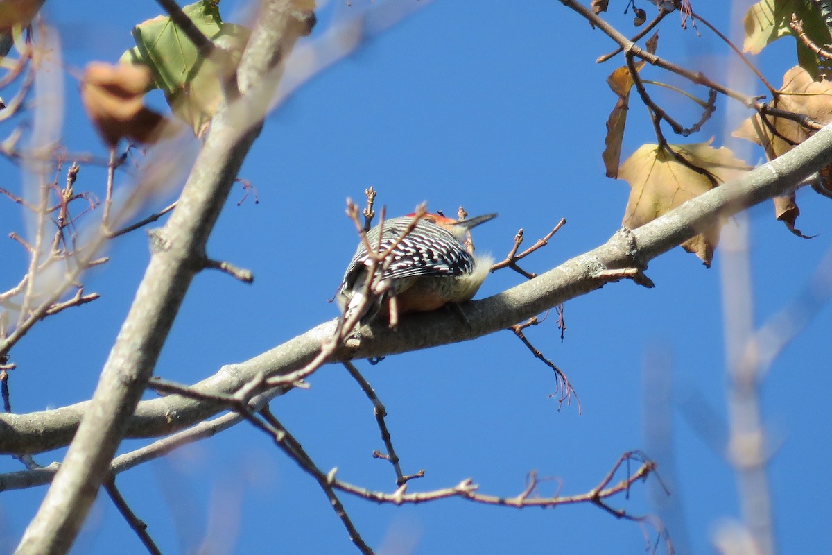 Red-bellied Woodpecker - ML643365077