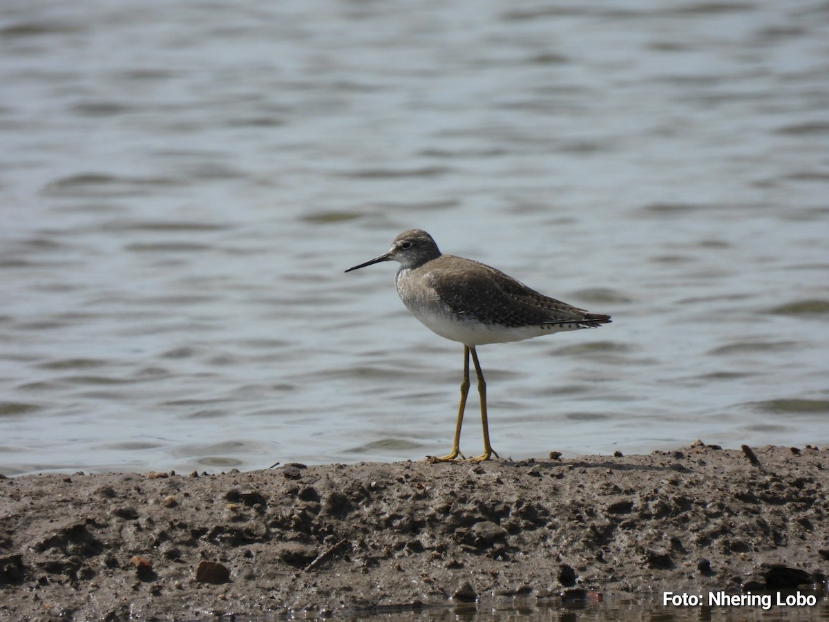 Lesser Yellowlegs - ML643365124