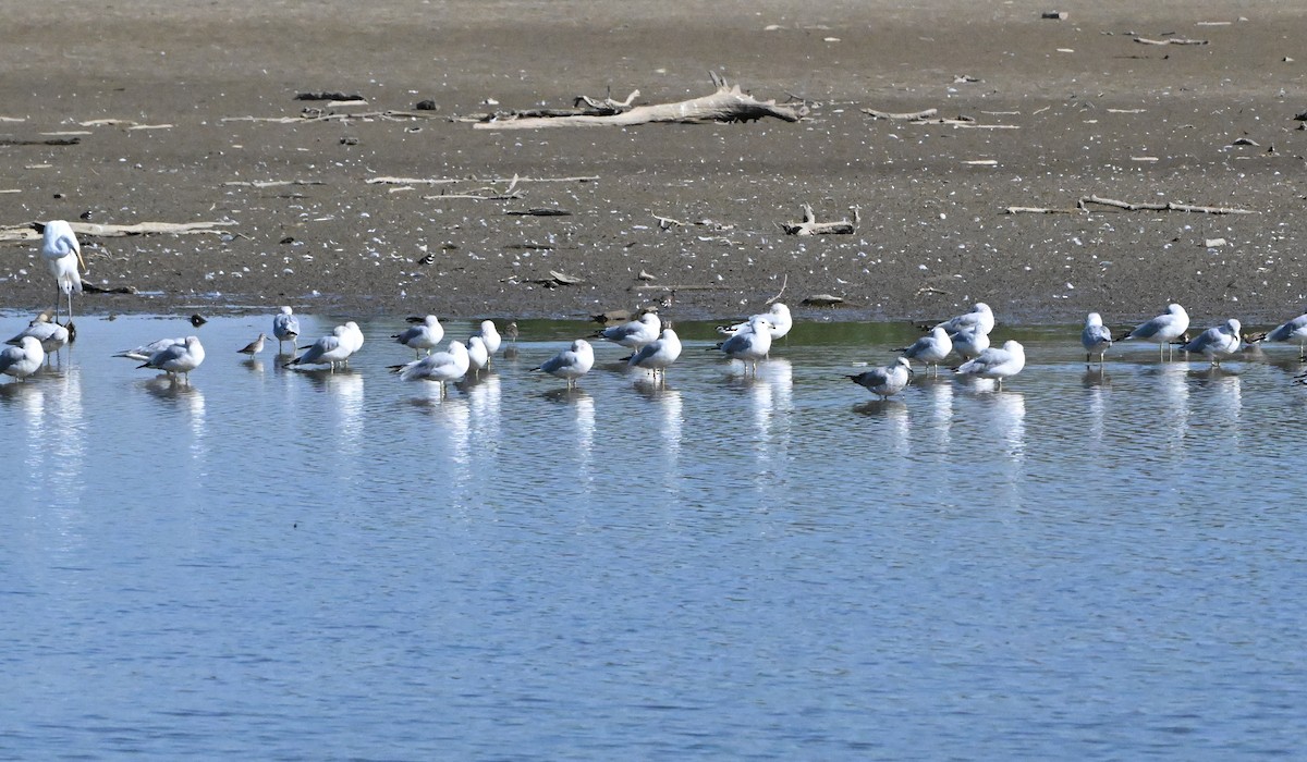 Stilt Sandpiper - ML643365131