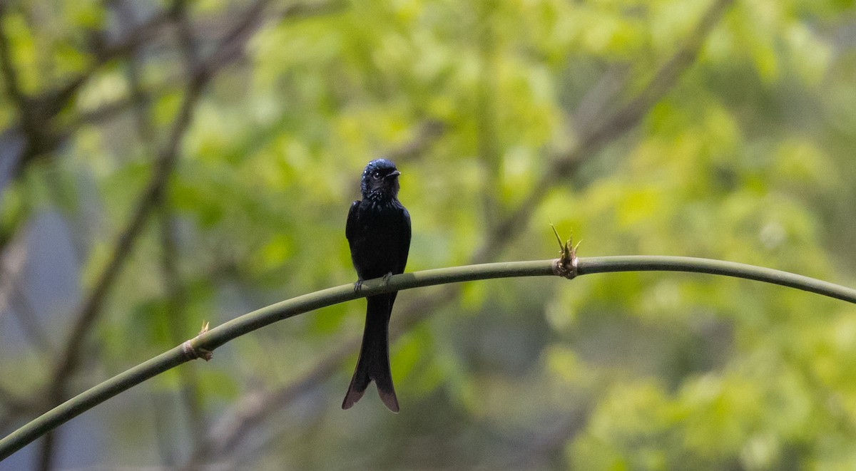 Bronzed Drongo - ML643365133