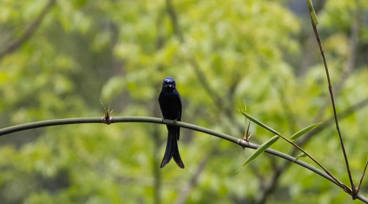 Bronzed Drongo - ML643365134