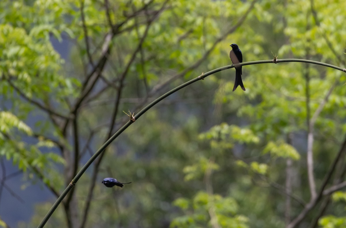 Bronzed Drongo - ML643365135