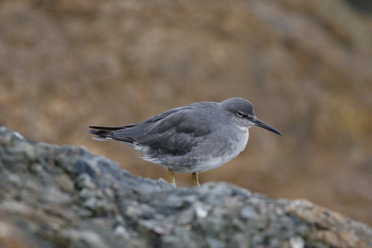 Wandering Tattler - ML643365136
