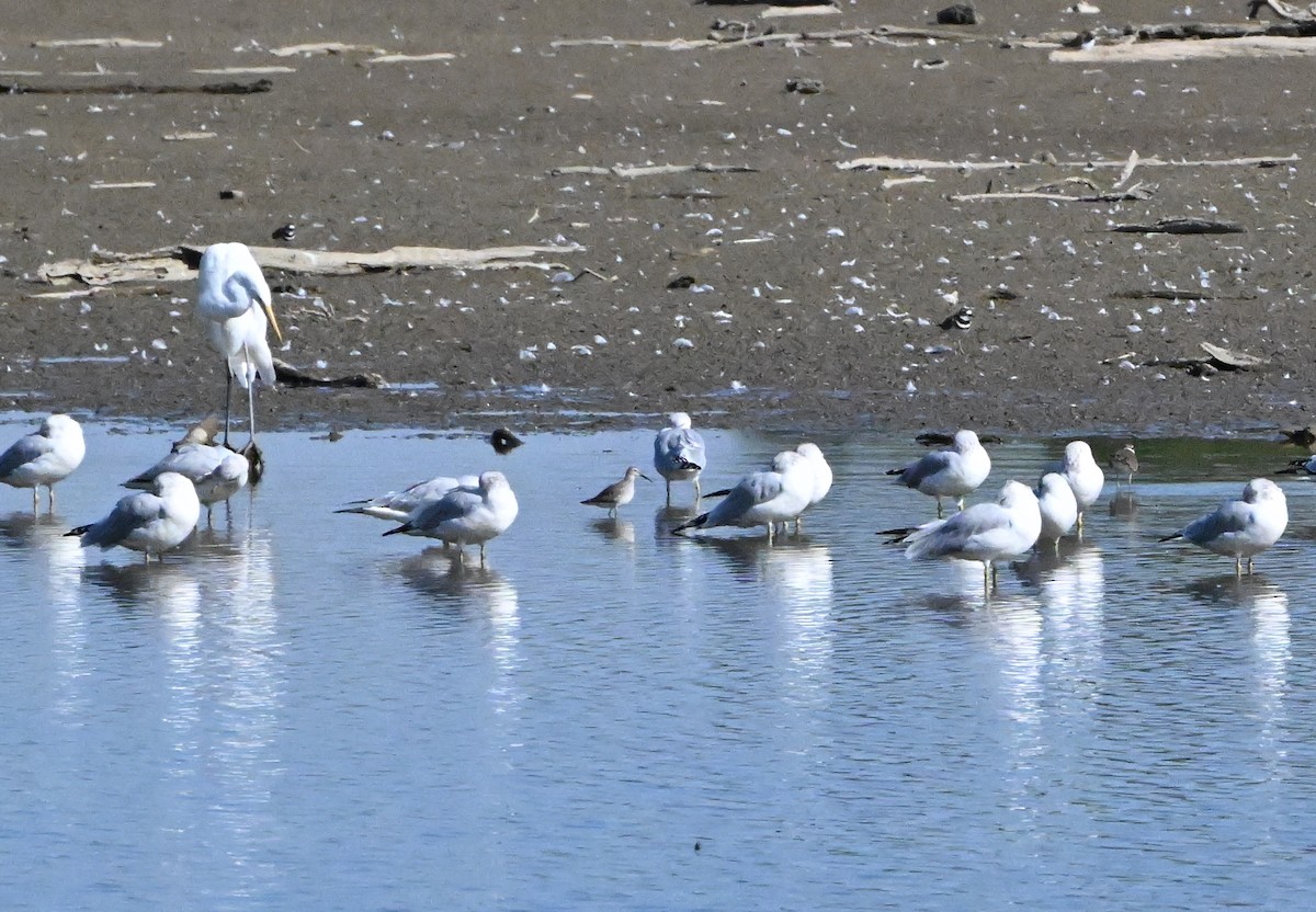Stilt Sandpiper - ML643365137