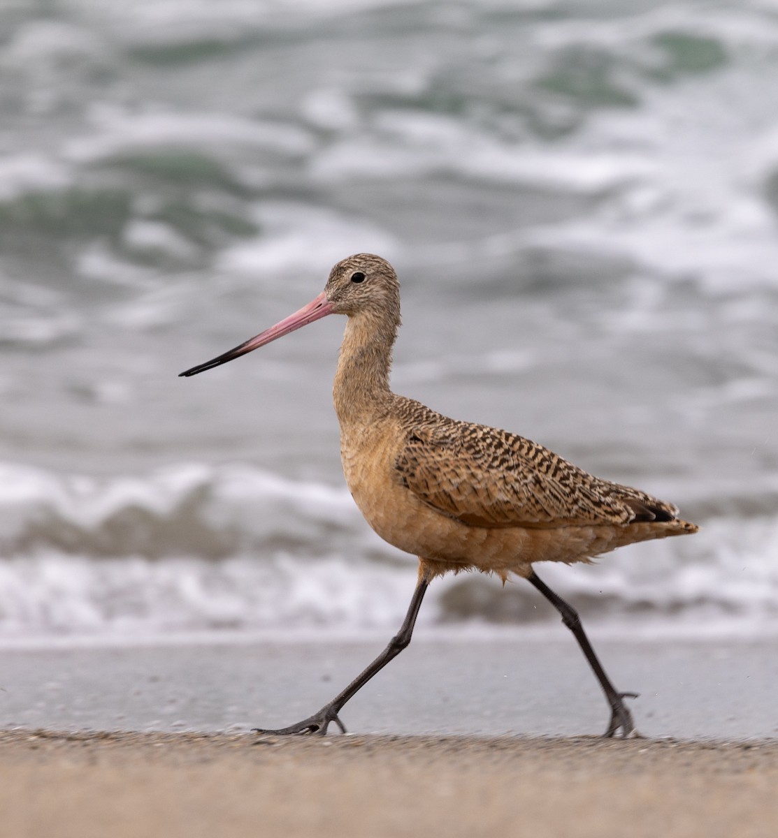 Marbled Godwit - ML643365141