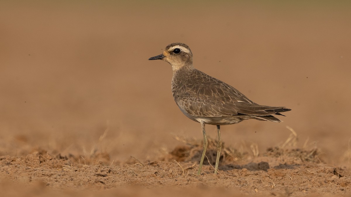 Caspian Plover - ML643365149