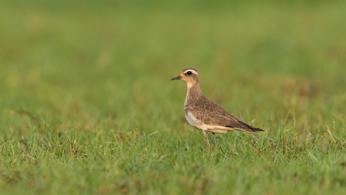 Caspian Plover - ML643365154
