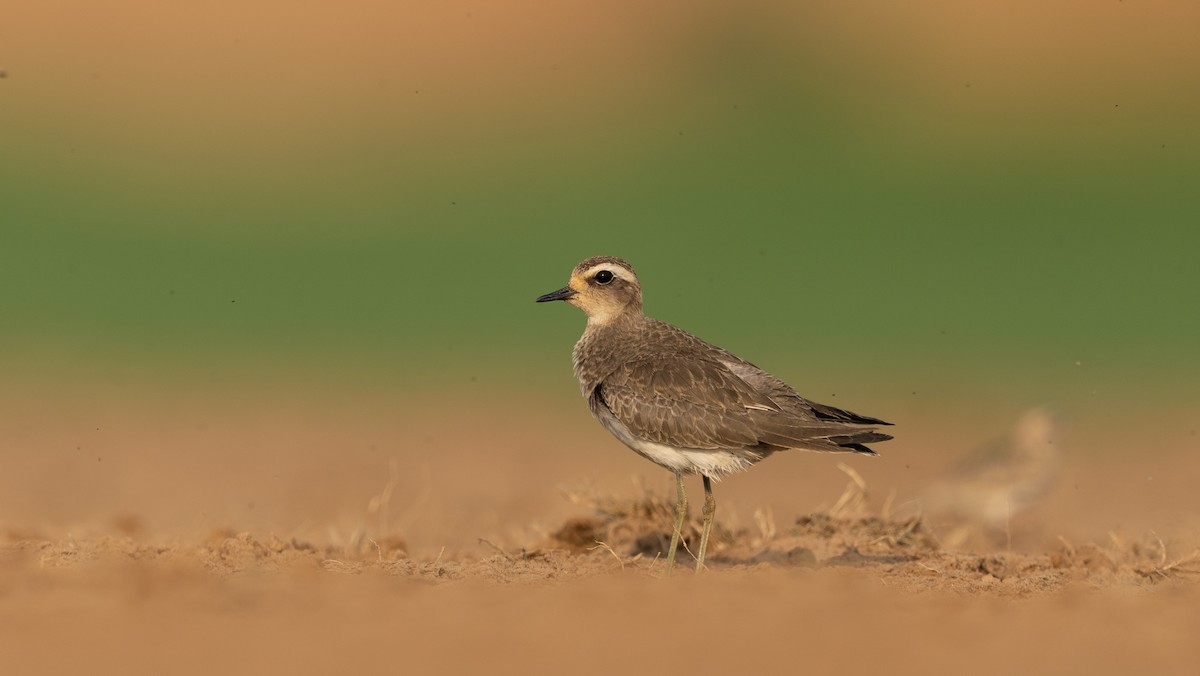 Caspian Plover - ML643365155
