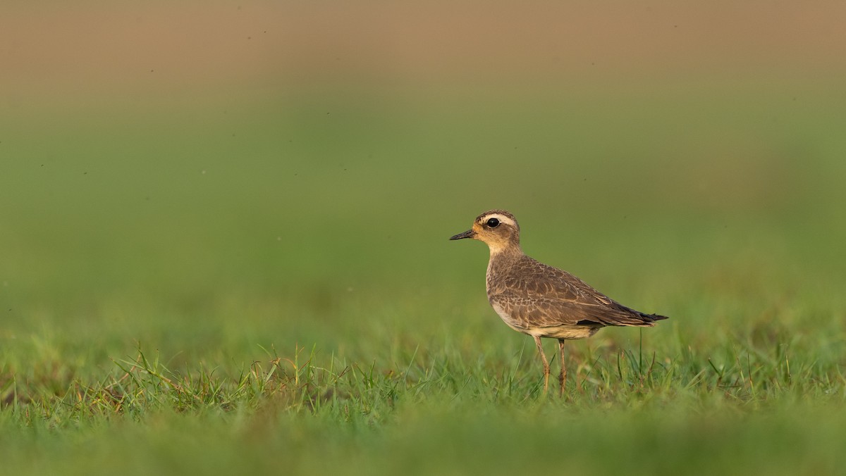 Caspian Plover - ML643365156