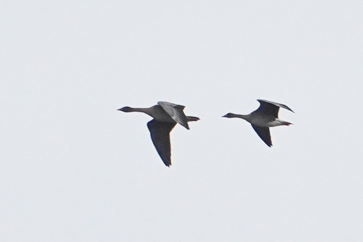 Taiga Bean-Goose - ML643365157