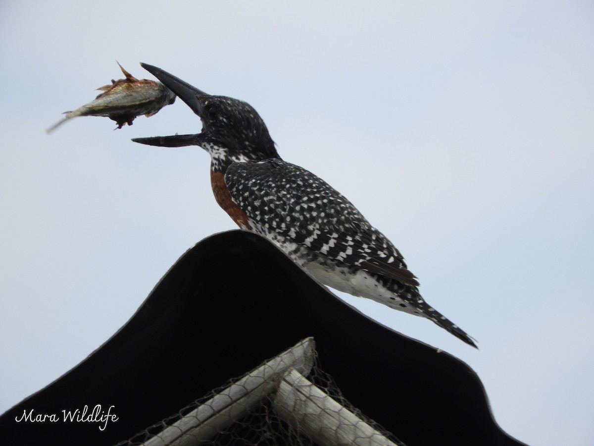 Giant Kingfisher - ML643365164